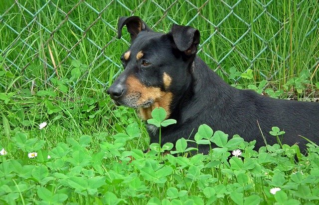 Download grátis Dog Flamed Grass - foto ou imagem grátis para ser editada com o editor de imagens online GIMP