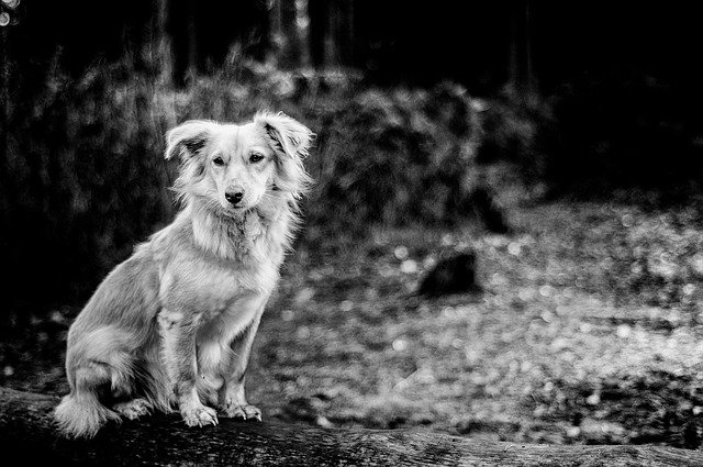 הורדה חינם של כלב יער חיות - תמונה או תמונה בחינם לעריכה עם עורך התמונות המקוון GIMP