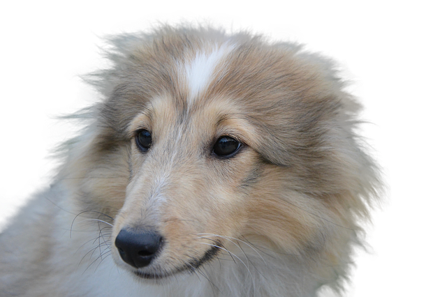 Free download Dog Free Pet -  free photo or picture to be edited with GIMP online image editor