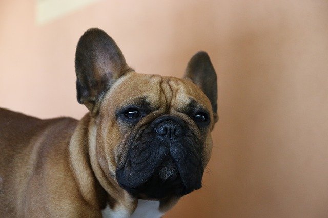 Descarga gratuita Dog French Animal - foto o imagen gratuita para editar con el editor de imágenes en línea GIMP
