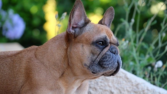 Gratis download Hond Franse Bulldog Dieren Natuur - gratis foto of afbeelding om te bewerken met GIMP online afbeeldingseditor