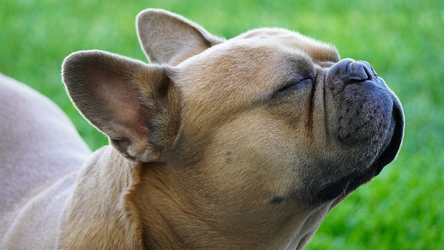 Free download dog french bulldog animal snout free picture to be edited with GIMP free online image editor