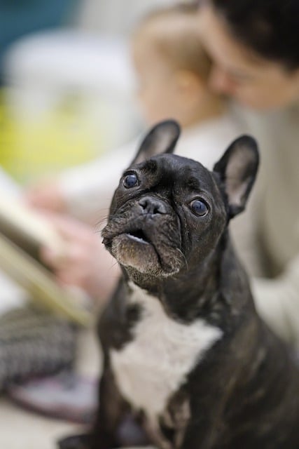 Free download dog french bulldog bulldog canine free picture to be edited with GIMP free online image editor