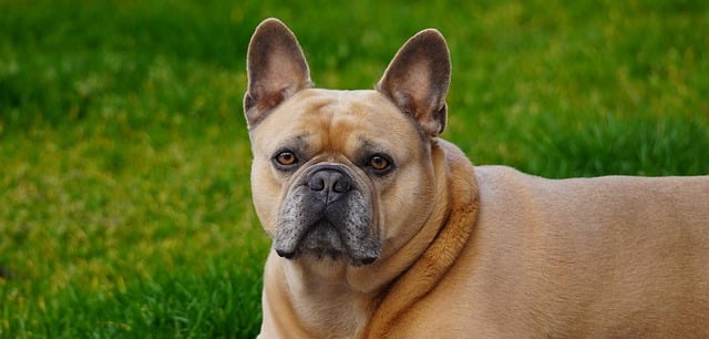 Free download dog french bulldog canine animal free picture to be edited with GIMP free online image editor