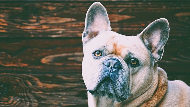 Free download dog french bulldog greeting card free picture to be edited with GIMP free online image editor