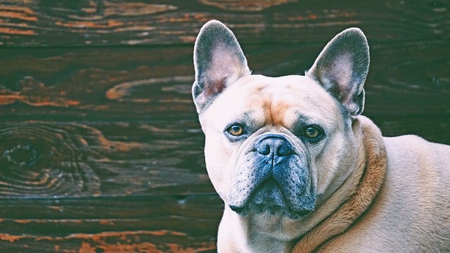 Free download dog french bulldog wood copy space free picture to be edited with GIMP free online image editor