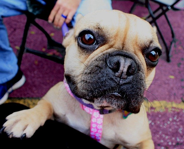 Free download Dog Frenchie French Bull -  free photo or picture to be edited with GIMP online image editor