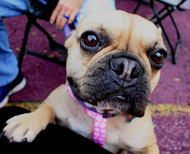 Unduh gratis Dog Frenchie French Bull - foto atau gambar gratis untuk diedit dengan editor gambar online GIMP