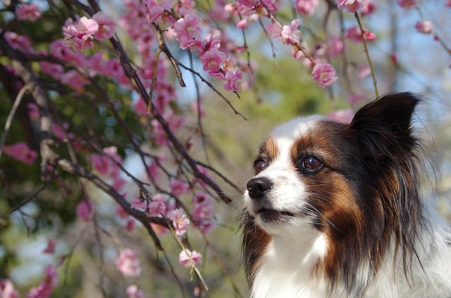 Free download dog friend pet animal mammal free picture to be edited with GIMP free online image editor