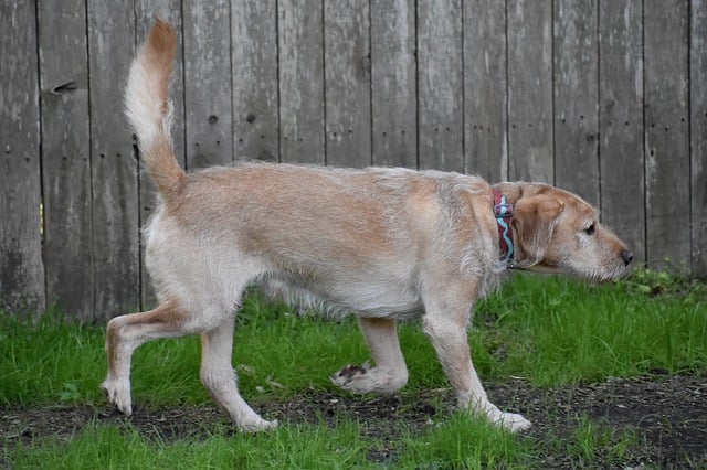 Scarica gratuitamente un'immagine gratuita di cane amico animale domestico di razza labradoodle da modificare con l'editor di immagini online gratuito GIMP