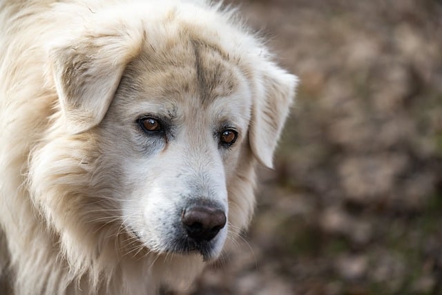 Free download dog friend pet maremma sheepdog free picture to be edited with GIMP free online image editor