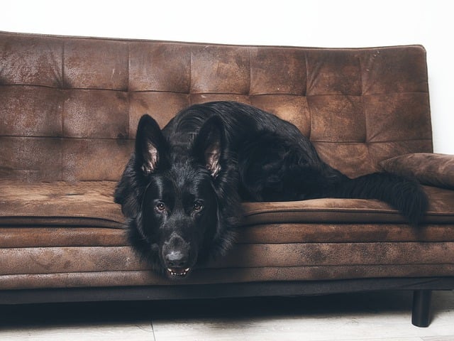 Free download dog german shepherd animal canine free picture to be edited with GIMP free online image editor