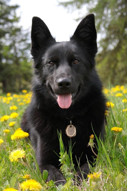 Free download dog german shepherd black dog free picture to be edited with GIMP free online image editor