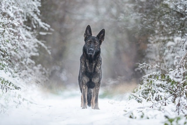 Free download dog german shepherd dog canine snow free picture to be edited with GIMP free online image editor