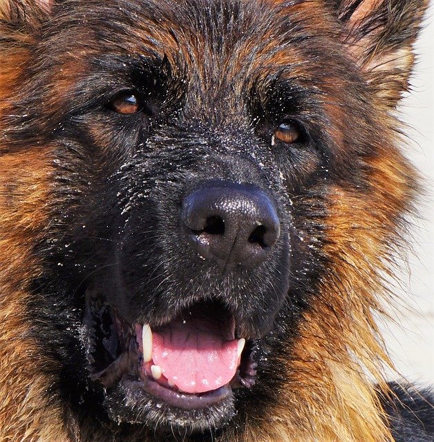 Free download Dog German Shepherd Old free photo template to be edited with GIMP online image editor