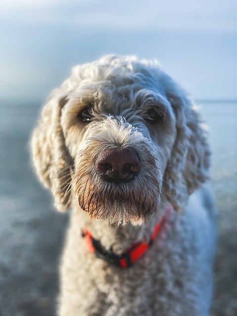 Free download dog golden doodle lake snout free picture to be edited with GIMP free online image editor