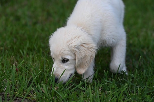 Free download dog golden retriever amber nature free picture to be edited with GIMP free online image editor