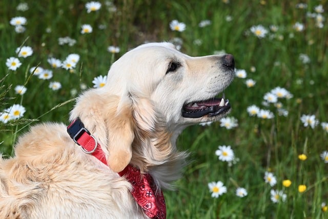 Free download dog golden retriever animal free picture to be edited with GIMP free online image editor