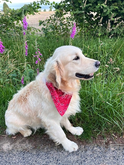 Free download dog golden retriever animal canine free picture to be edited with GIMP free online image editor
