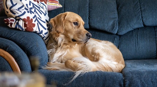 Free download dog golden retriever golden furry free picture to be edited with GIMP free online image editor