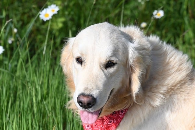 Free download dog golden retriever golden male free picture to be edited with GIMP free online image editor
