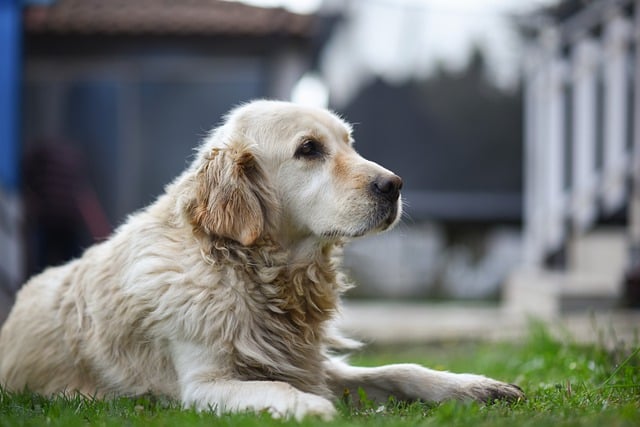 Free download dog golden retriever labrador free picture to be edited with GIMP free online image editor
