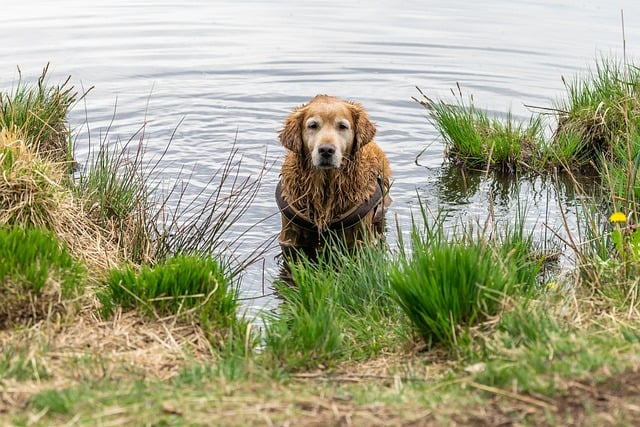 Free download dog golden retriever lake river free picture to be edited with GIMP free online image editor
