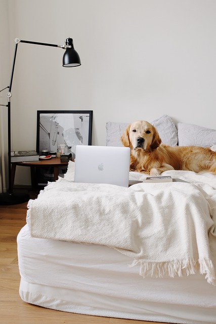 Free download dog golden retriever laptop room free picture to be edited with GIMP free online image editor
