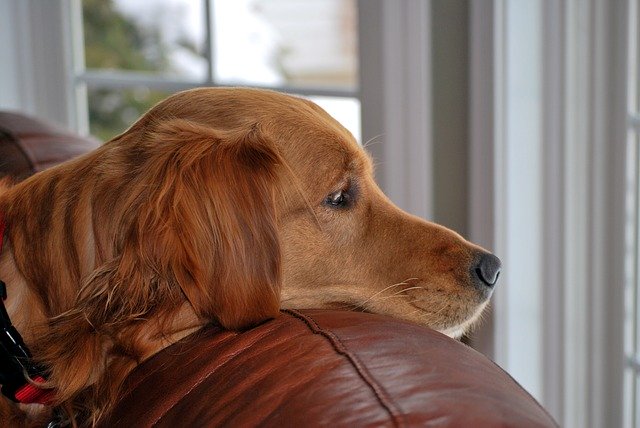 تنزيل Dog Golden Retriever Pet مجانًا - صورة مجانية أو صورة يتم تحريرها باستخدام محرر الصور عبر الإنترنت GIMP