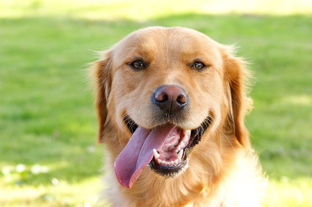 Free download dog golden retriever portrait cute free picture to be edited with GIMP free online image editor