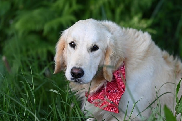Free download dog golden retriever vyctorio animal free picture to be edited with GIMP free online image editor