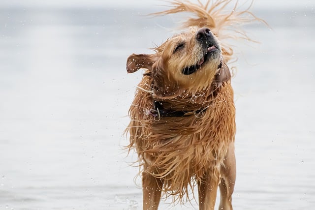 Free download dog golden retriever water free picture to be edited with GIMP free online image editor