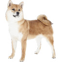 Doggone It!  screen for extension Chrome web store in OffiDocs Chromium