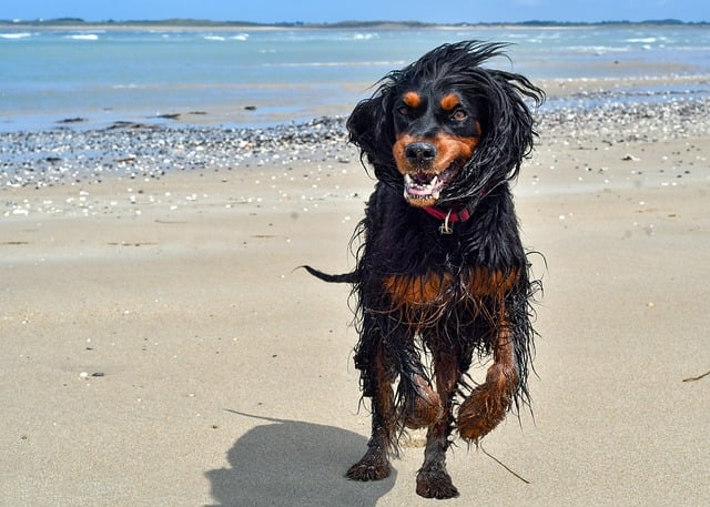 Free download dog gordon setter sea beach nature free picture to be edited with GIMP free online image editor
