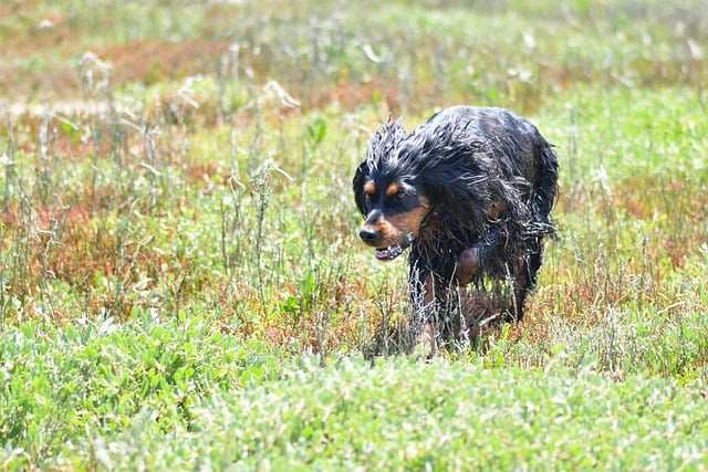 Free download dog gordon setter to run hunt moor free picture to be edited with GIMP free online image editor