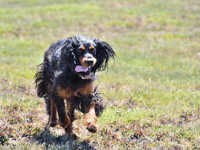 Free download dog gordon setter to run moor free picture to be edited with GIMP free online image editor