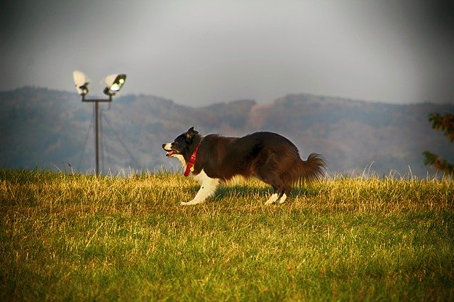 Скачать бесплатно Dog Grass - бесплатное фото или изображение для редактирования с помощью онлайн-редактора изображений GIMP