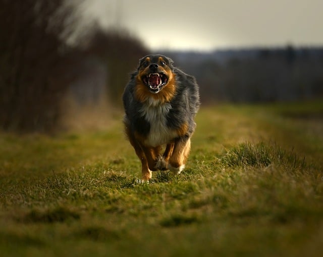 Free download dog grass canine animal nature free picture to be edited with GIMP free online image editor