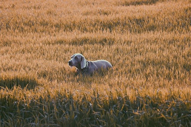 Free download dog grass pet animal cute puppy free picture to be edited with GIMP free online image editor