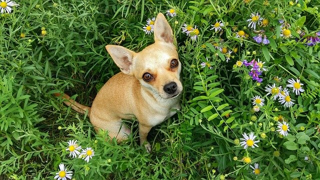 Free download Dog Grass Summer -  free photo or picture to be edited with GIMP online image editor