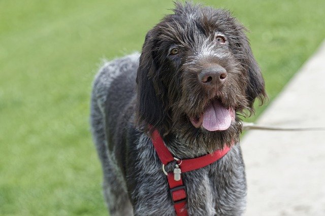 Kostenloser Download Dog Grey Fur - kostenloses Foto oder Bild zur Bearbeitung mit GIMP Online-Bildbearbeitung