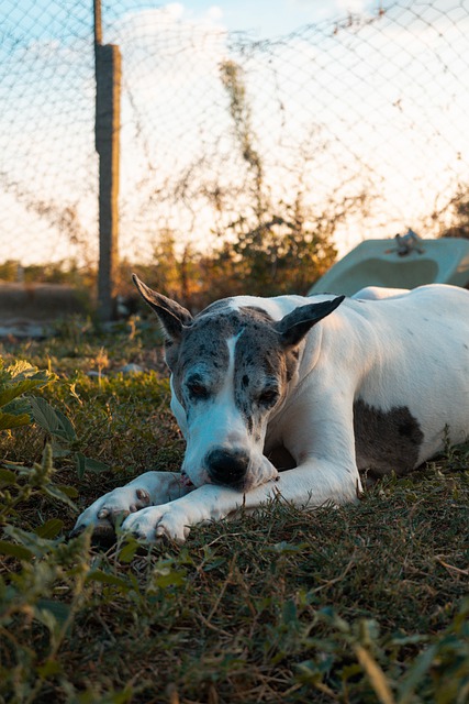 Free download dog great dane pet canine animal free picture to be edited with GIMP free online image editor