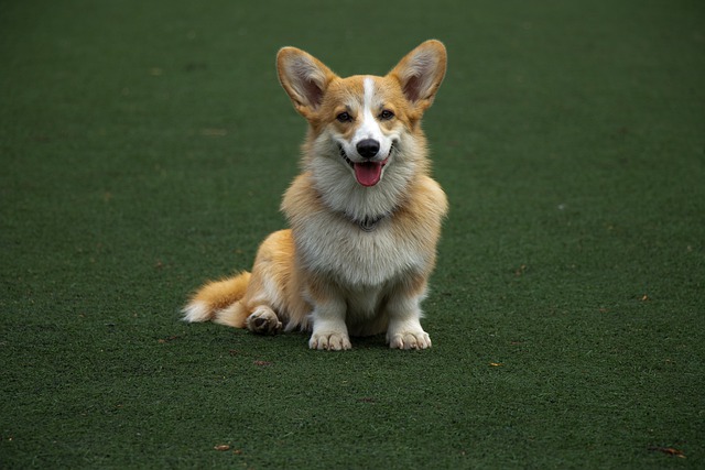 Free download dog green background portrait corgi free picture to be edited with GIMP free online image editor