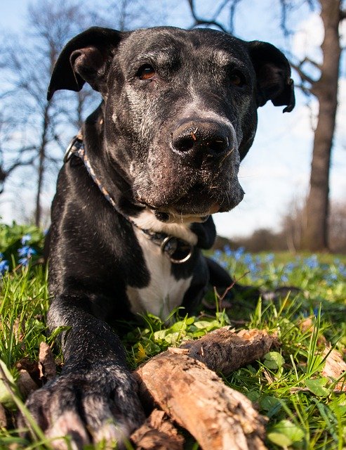 ດາວໂຫລດຟຣີ Dog Grey Face Floor - ຮູບພາບຫຼືຮູບພາບທີ່ບໍ່ເສຍຄ່າເພື່ອແກ້ໄຂດ້ວຍຕົວແກ້ໄຂຮູບພາບອອນໄລນ໌ GIMP