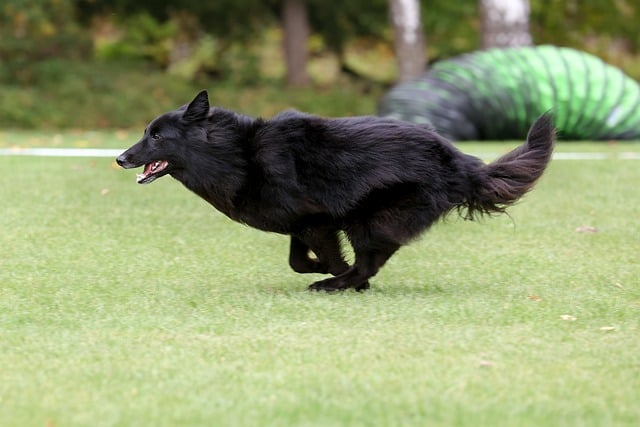 Free download dog groenendael canine competition free picture to be edited with GIMP free online image editor