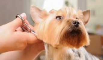 Free download dog-grooming free photo or picture to be edited with GIMP online image editor