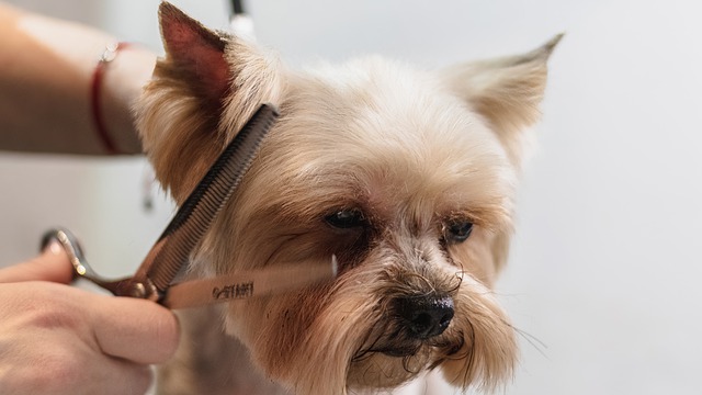 Free download dog grooming professional haircut free picture to be edited with GIMP free online image editor