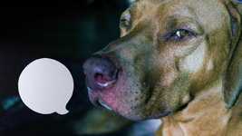 Free download Dog Grumpy Bemused Word -  free video to be edited with OpenShot online video editor