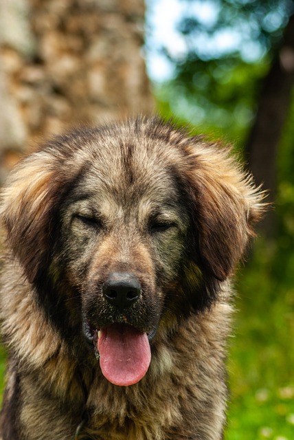 Free download dog guard dog animal domestic pet free picture to be edited with GIMP free online image editor