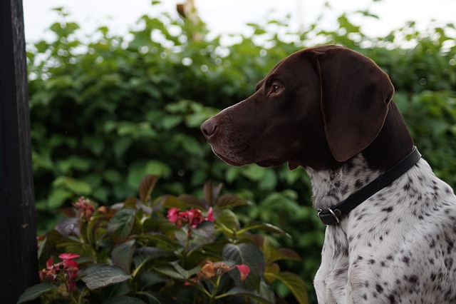 Free download dog guard home outdoor flower free picture to be edited with GIMP free online image editor